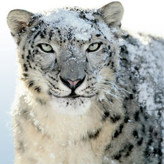 SnowLeopard