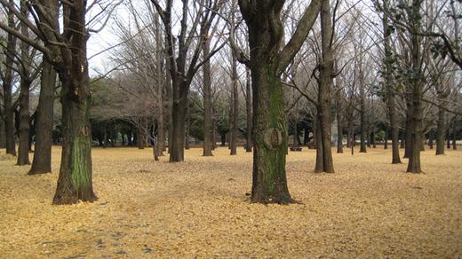 park of Tokyo